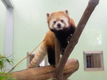 【動画・写真特集】愛嬌たっぷりレッサーパンダ 　キリンも新たに仲間入り！　かわいい姿を特別公開　千葉市動物公園