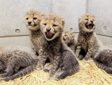 【写真複数あり】苦労乗り越え赤ちゃん６頭誕生　コロナ禍影響も　千葉市動物公園・チーター来園１年ルポ