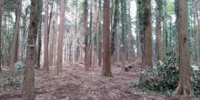 山武杉の美林　再生へ各所で取り組み　【千葉地理学会連載　おもしろ半島ちばの地理再発見】