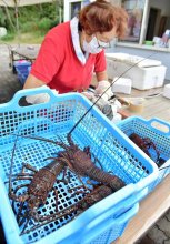 新鮮！伊勢エビ食べて　御宿で直売や宿泊キャンペーン　