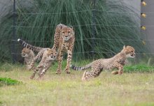 【写真複数あり】チーターの子ども公開時間、８日から拡大　順調に成長、自由観覧に　千葉市動物公園