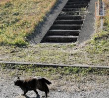 河川敷に猫６匹の死骸　腹部など切り裂かれたような状態　箱の上に並べられ　市川