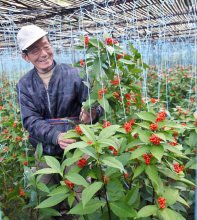 「来年は景気の良い年に」　正月飾り「センリョウ」出荷準備大詰め