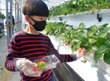 イチゴ狩りシーズン到来　対策しっかり、摘みたて３０分間食べ放題！　道の駅みのりの郷東金