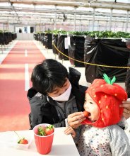 成田の観光農園“滑走路”で舌鼓　イチゴと航空機楽しんで