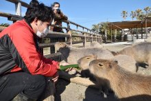 カピバラに「恵方巻き」　頬張る姿、来園者楽しむ　アロハガーデンたてやま