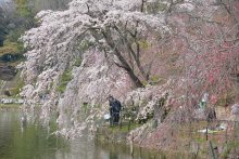 花見期間、飲み会自粛呼び掛け　市職員が公園巡回へ　千葉市