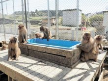 高宕山自然動物園が９日再開　台風１５号で被災、事件でサル逃走…苦難乗り越え　富津　【写真複数あり】