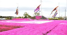 シバザクラ見頃　色鮮やか“花のじゅうたん”　６６００平方メートル　東庄