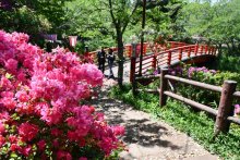 北総随一花見の名所　古墳や戦国時代の城跡も　小見川城山公園（香取）　【ふさの国探宝】 