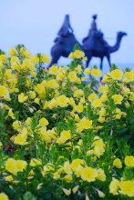 ”月の沙漠”彩る月見草　御宿の海岸で見頃