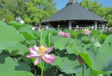 ピンクの大輪、続々開花　千葉公園で大賀ハス見頃　開花から７０周年