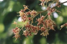 鮮緑色だが芽は赤い　アオギリ　川名興　【房総の草木虫魚】（３７５）