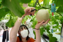 学校栽培メロン初収穫　新たな特産品へ　御宿・中央国際高