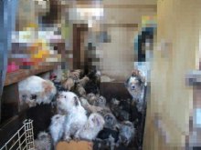 犬２２１匹飼育、６３歳女を虐待容疑で書類送検　「こんなに増えるとは…」　悪臭、鳴き声…周辺から苦情　八街