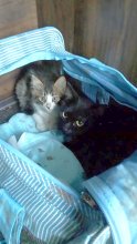 ペリエ天井裏に迷い猫　ＪＲ西千葉駅　どこから侵入？　壁に穴開け救出