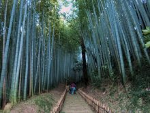 江戸薫る竹林の小道　市民と行政協働で再整備　佐倉・ひよどり坂　【ふさの国探宝】１９年２月１８日