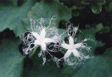 花のレースで大きくみせる　カラスウリ　川名興　【房総の草木虫魚】（３７７）