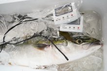 いすみの魚鮮度“見える化”　価値高め持続可能な漁業へ　数値で食べ頃判断　【ＳＤＧｓちば】