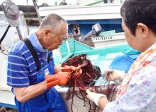 綿糸の網、伝統受け継ぐ　環境に優しく「持続的」　太海浜エビ網漁（鴨川市）　【ふさの国探宝】