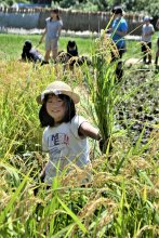 昔ながらの鎌で稲刈り体験　習志野・実籾地区、親子１１０人　５月に田植え、農の営みに触れ
