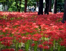 ヒガンバナ見頃、残暑に癒やし　ステージ演奏や出店も　八千代・村上緑地公園