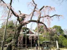 歴史伝える旅籠玉屋　水戸街道小金宿　【千葉地理学会連載　おもしろ半島ちばの地理再発見】