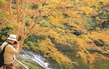 養老渓谷、"関東で最も遅い"紅葉に色づく　一部エリアでライトアップも　市原・大多喜