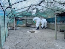 【速報】千葉県内、今季初の鳥インフル　香取のアイガモ陽性判明、１４羽を殺処分