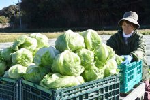 甘み十分「かんべレタス」続々出荷　チャーハンやしゃぶしゃぶ…　食べ方いろいろ　館山