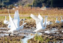 冬の使者コハクチョウ、ことしも飛来　田んぼで餌探し　いすみ