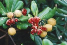 花は白から黄に変化　トベラ　川名興　【房総の草木虫魚】　（３８７）