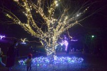 公園やＪＲ３駅　住民の元気願う　花のモニュメントも　山武市商工会　冬の夜空彩るイルミネーション