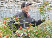 センリョウ、正月に向け出荷準備ピーク　「来年は素晴らしい年に…」　館山