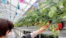 摘んだ実でクレープも　京成バラ園、２年目イチゴ狩り　八千代