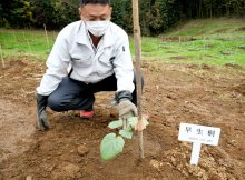 騒音対策用地に早生桐植樹　ＣＯ２吸収、資材活用目指し　国内空港初の試み　ＮＡＡとナリコー　【ＳＤＧｓちば】