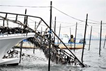 【動画あり】三番瀬ノリ漁最盛期　船橋　海の恵み収穫　「支柱柵網」巻き取り　伝統守り奮闘