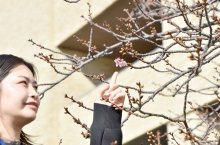 「頼朝桜」早くも開花　鋸南に春到来、４月まで“桜のリレー“