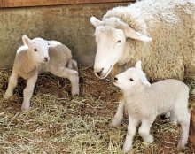 ヒツジの赤ちゃん次々誕生　マザー牧場で出産ラッシュ　体重測定イベント、記念写真も　富津