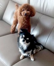 弟と接し器が大きく　チワワ君、兄になる　堀田素愛　【わんこのわ】（４０）
