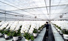 胡蝶蘭栽培にＩＣＴ　同一規格の大量生産強み　グランブーケ大多喜　（大多喜町）　【ちばの元気企業】