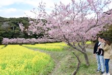 ピンクと黄、春色の競演　咲き誇る河津桜、菜の花　千葉・旭の休耕地１ヘクタールに