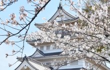 ついに桜の季節！千葉県内「おすすめ花見スポット」は？ １位は同数で「城跡の名所」がランクイン！