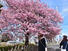 きょうから３月、河津桜が見頃　白子の海岸通り沿いに５００本、夜はライトアップ　５日イベントも