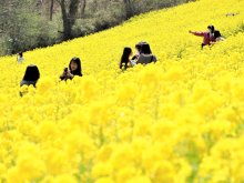 春らんまん、山を彩る３５０万本　マザー牧場で菜の花満開　富津