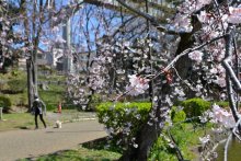 千葉公園で桜が開花　見頃は今週末　飲食を伴うお花見も“解禁”
