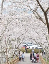 城下彩る満開の桜　ソメイヨシノ５００本が見頃　館山・城山公園