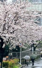 桜見頃もあいにくの雨
