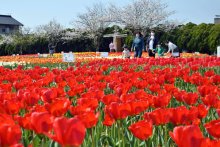 匝瑳でチューリップ見頃　色とりどり６万本　２日からは祭り開催