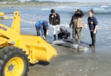 【速報】イルカ１１頭また漂着　いすみから一宮の海岸　７頭死ぬ